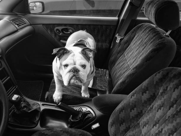 one dog standing in a car's passenger seat English Bulldog stands on the passenger seat of a car empty baby seat stock pictures, royalty-free photos & images