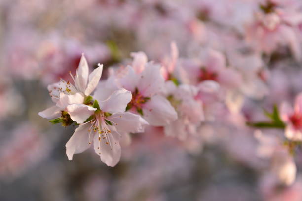 In full bloom in the peach blossom In full bloom in the peach blossom Nectarine stock pictures, royalty-free photos & images