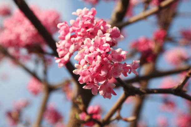 istock Springtime background. Dawn viburnum with pink flowers. 1136345072