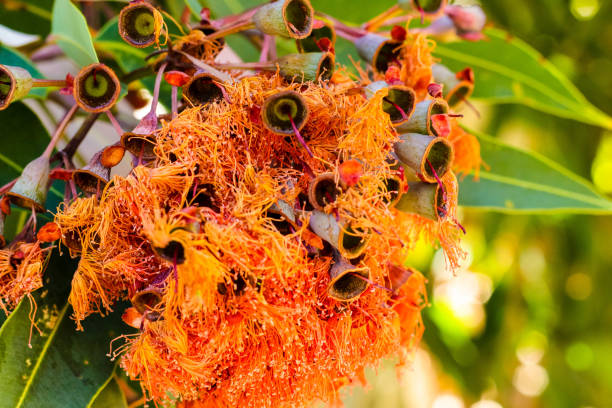 istock Native Australian Plant - Pine Leaved Bottle Brush 1136345292