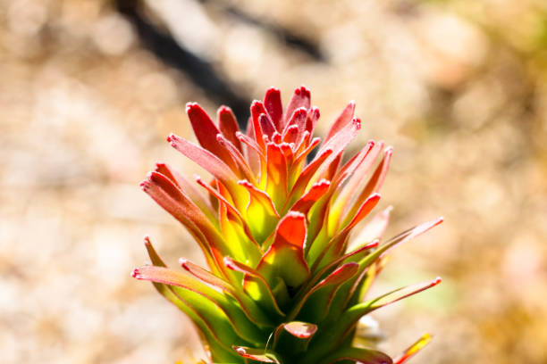 Native Australian plant in mid afternoon sun.