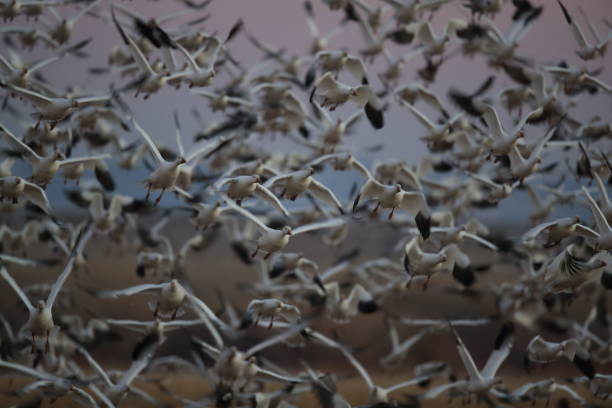 istock Snow geese Bosque del Apache, New Mexico USA 1136345374