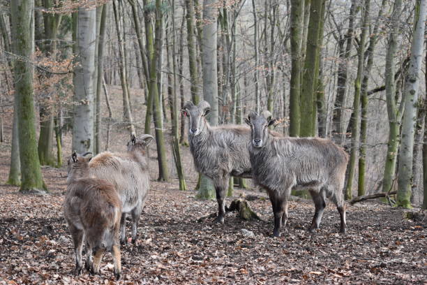 Brown billy goats in a forest in Germany