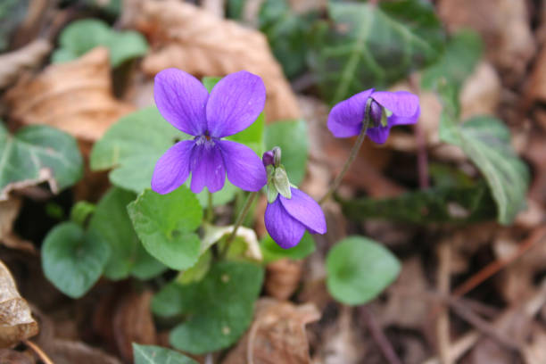 istock English or common violet flowers 1136347075