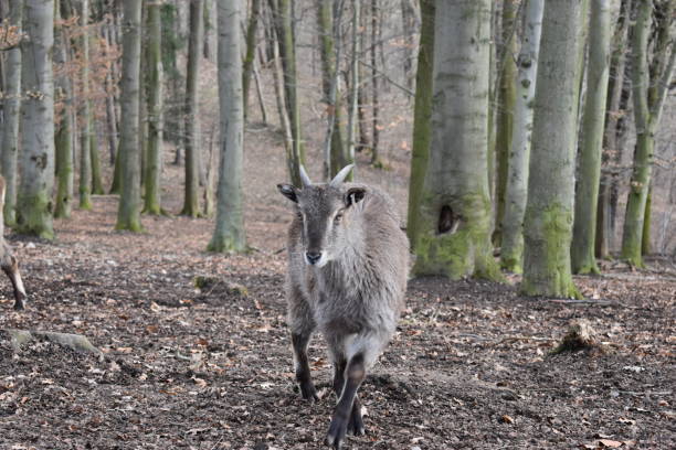 Brown billy goats in a forest in Germany