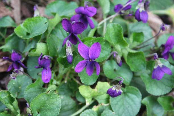 istock English or common violet flowers 1136347467