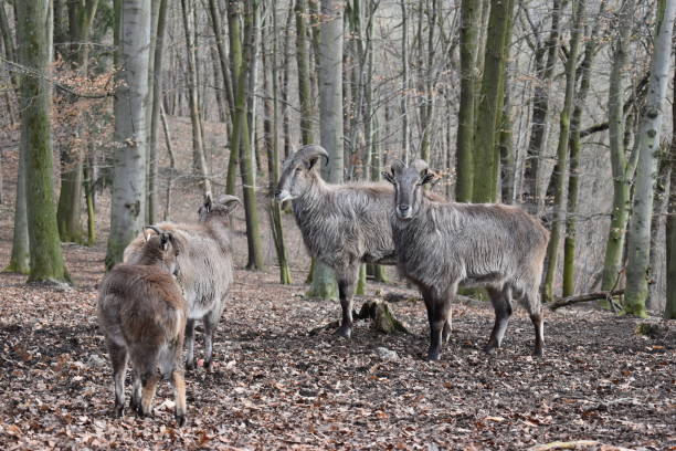 istock Brown billy goats in a forest in Germany 1136348017
