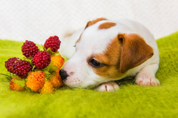 Jack Russell Terrier puppy dog with berries stock photo