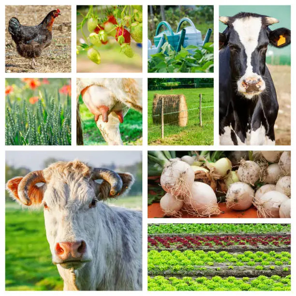 Collage representing several farm animals and farmland