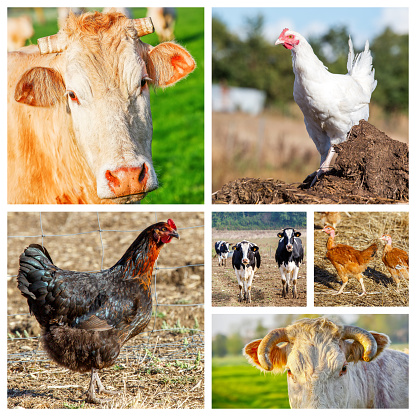 Collage representing several farm animals