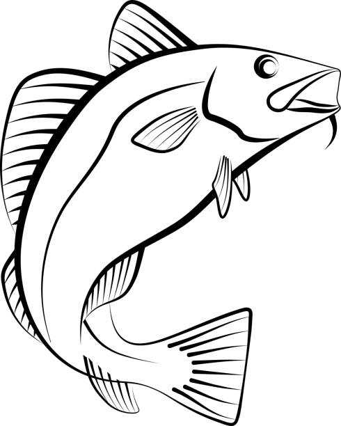 ilustrações de stock, clip art, desenhos animados e ícones de cod - bacalhau