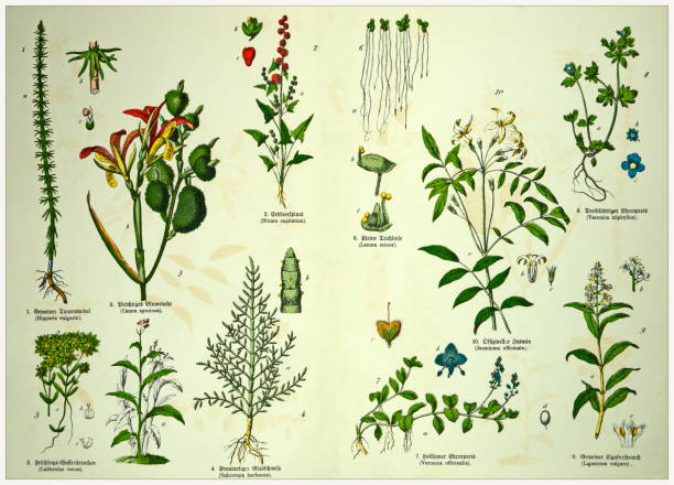 istock 19th Century - Cropped  antique Victorian style botanical lithographs boards with corresponding caption in Latin and old German script. Munich 1880 - 1889, Germany. 1136350977