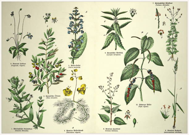 istock 19th Century - Cropped  antique Victorian style botanical lithographs boards with corresponding caption in Latin and old German script. Munich 1880 - 1889, Germany. 1136351009