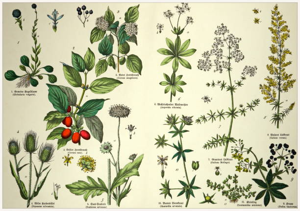 istock 19th Century - Cropped  antique Victorian style botanical lithographs boards with corresponding caption in Latin and old German script. Munich 1880 - 1889, Germany. 1136351131