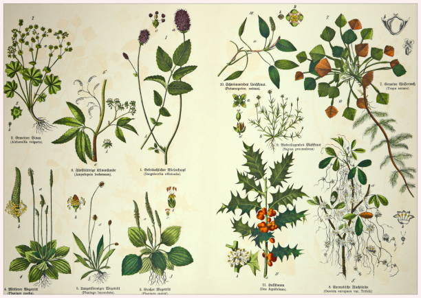 istock 19th Century - Cropped  antique Victorian style botanical lithographs boards with corresponding caption in Latin and old German script. Munich 1880 - 1889, Germany. 1136351151