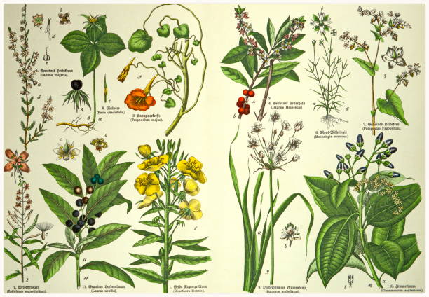 istock 19th Century - Cropped  antique Victorian style botanical lithographs boards with corresponding caption in Latin and old German script. Munich 1880 - 1889, Germany. 1136352986