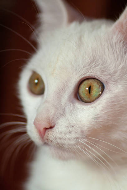 istock Young crazy surprised cat make big eyes closeup 1136353011
