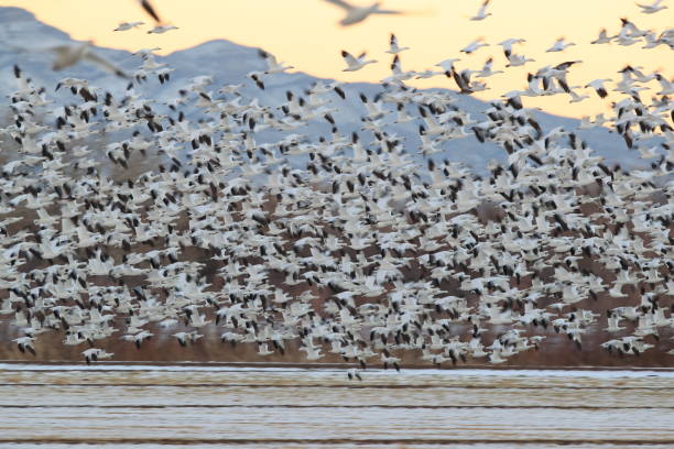 istock Snow geese Bosque del Apache, New Mexico USA 1136353517