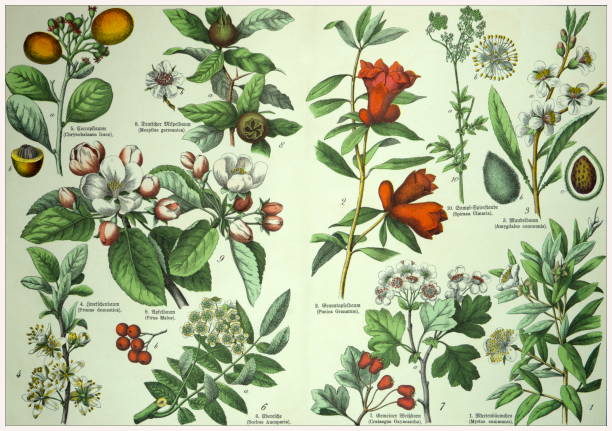 istock 19th Century - Cropped  antique Victorian style botanical lithographs boards with corresponding caption in Latin and old German script. Munich 1880 - 1889, Germany. 1136354132