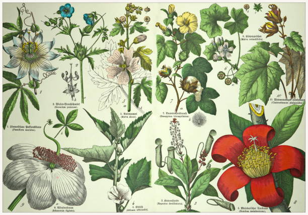 istock 19th Century - Cropped  antique Victorian style botanical lithographs boards with corresponding caption in Latin and old German script. Munich 1880 - 1889, Germany. 1136354306