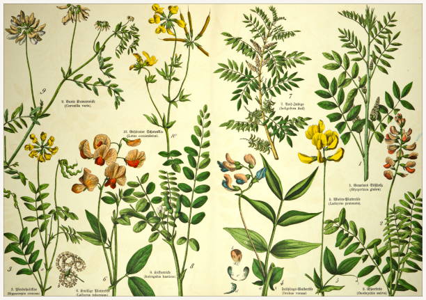istock 19th Century - Cropped  antique Victorian style botanical lithographs boards with corresponding caption in Latin and old German script. Munich 1880 - 1889, Germany. 1136354340