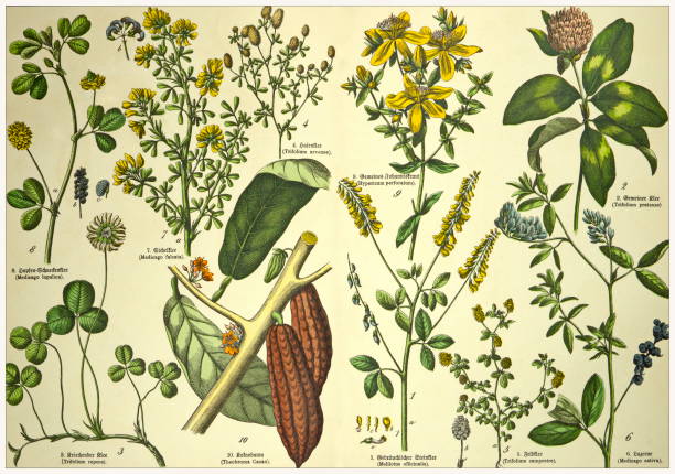 istock 19th Century - Cropped  antique Victorian style botanical lithographs boards with corresponding caption in Latin and old German script. Munich 1880 - 1889, Germany. 1136354356