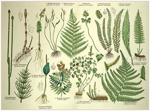 The Natural History of the Plant Kingdom. 19th Century - Cropped  antique Victorian style botanical lithographs boards with corresponding caption in Latin and old German script. Munich 1880 - 1889, Germany.
NB. The noises in the lithograph are original and not a technical issue.