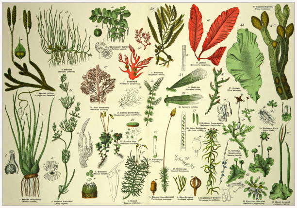 istock 19th Century - Cropped  antique Victorian style botanical lithographs boards with corresponding caption in Latin and old German script. Munich 1880 - 1889, Germany. 1136354539