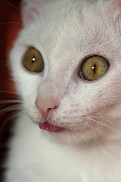 istock Young crazy surprised cat make big eyes closeup 1136355468