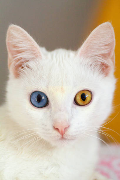 istock Portrait of Pure White Cat front view 1136356636