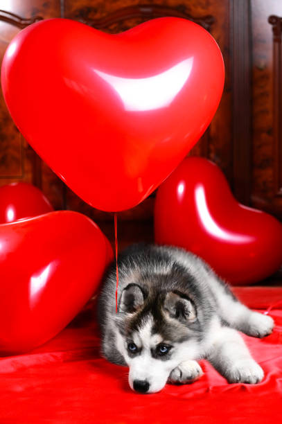 istock Valentine's day husky puppy on a texture background. 1136356677