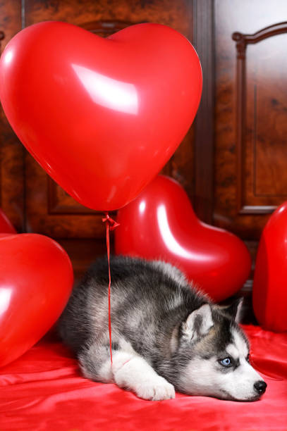 istock Valentine's day husky puppy on a texture background. 1136356841