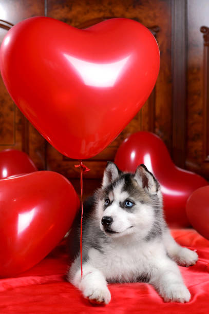 istock Valentine's day husky puppy on a texture background. 1136356859