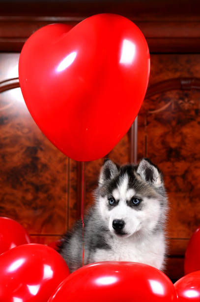 istock Valentine's day husky puppy on a texture background. 1136356868
