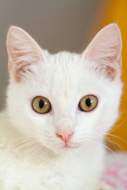 istock Portrait of Pure White Cat front view 1136357029