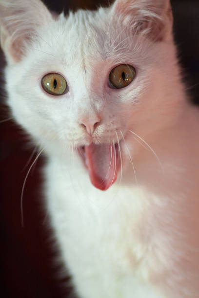 istock Cat stuck out his tongu 1136358451