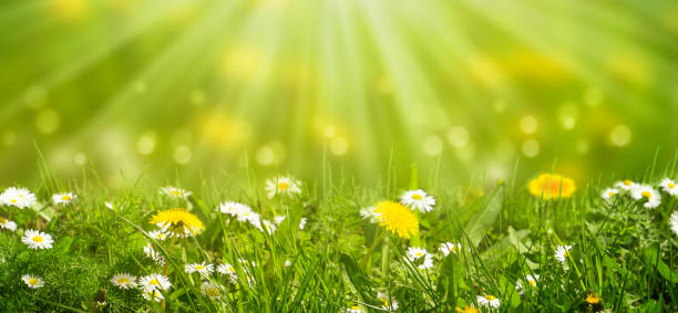 idyllic meadow with daisies and dandelion in sunshine idyllic meadow with daisies and dandelion in sunshine dandelion photos stock pictures, royalty-free photos & images