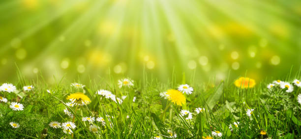 prado idílico com margaridas e dente-de-leão na luz do sol - spring flower dandelion expressing positivity - fotografias e filmes do acervo