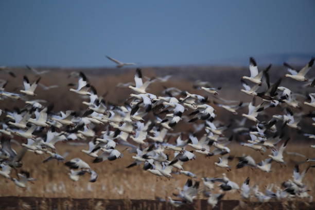 istock Snow geese Bosque del Apache, New Mexico USA 1136359502