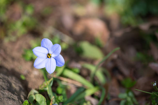 istock purple ipheion flower 1136359777