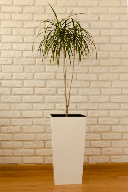 istock dracaena in white pot on white brick wall background 1136359843