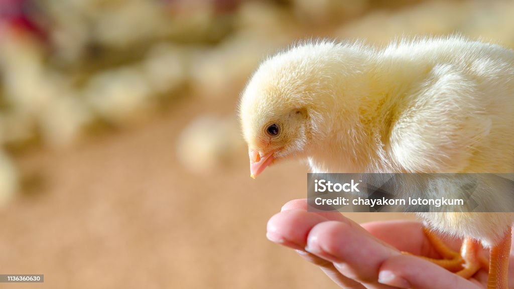 Little Cute Chicken Chick In Hand Of Animal Husbandry Stock Photo -  Download Image Now - iStock
