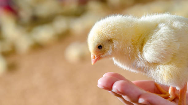 little cute chicken chick in hand of animal husbandry - chicken hatchery imagens e fotografias de stock
