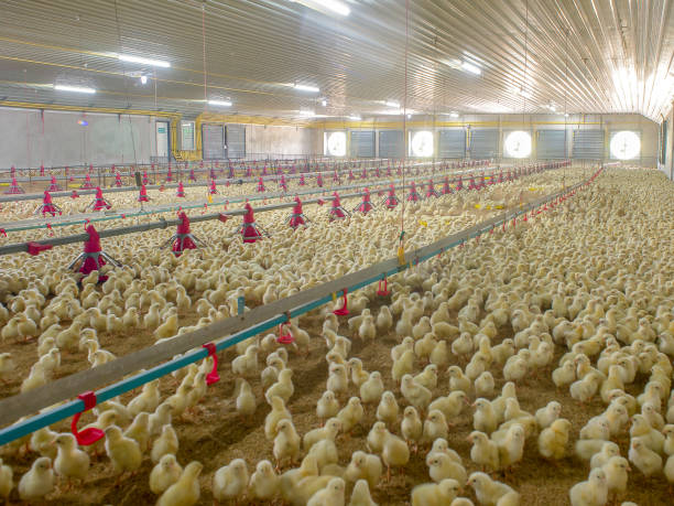 istock Little yellow chicken chicks in feeding water 1136360643