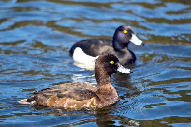 istock tufted duck (Aythya fuligula) in the lake 1136360864