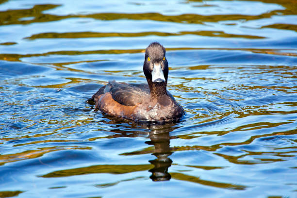 istock tufted duck (Aythya fuligula) in the lake 1136360867