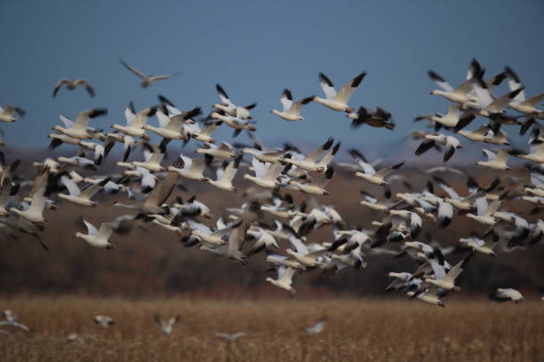 istock Snow geese Bosque del Apache, New Mexico USA 1136360876