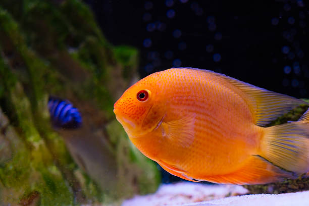 istock Fish tank aquarium Cichlid fish 1136365056