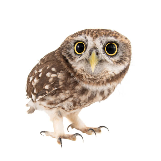 istock Little Owl, Athene noctua, isolated on white background. 1136365974