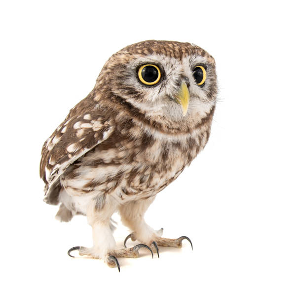 istock Little Owl, Athene noctua, isolated on white background. 1136365977